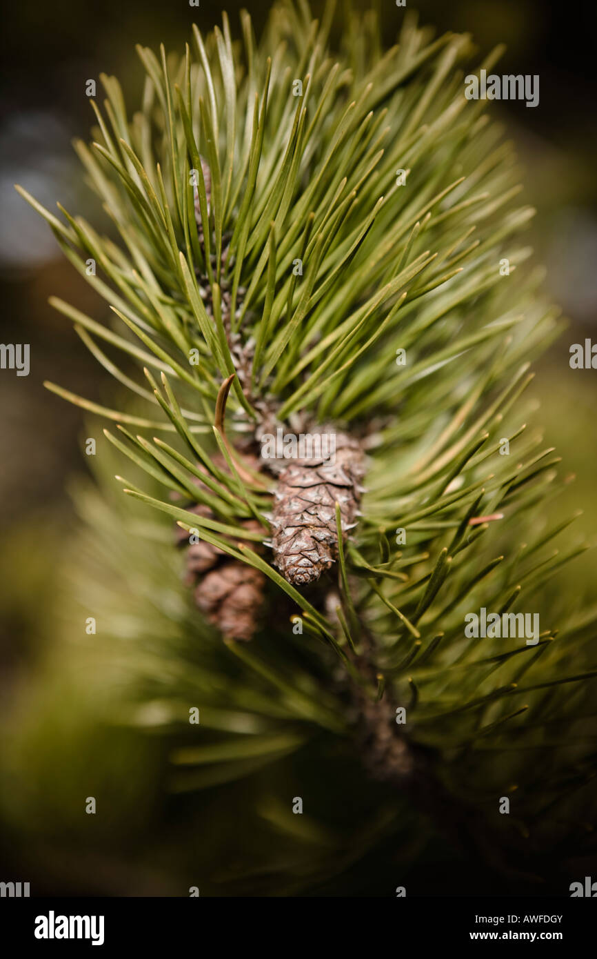 close up on pine cone and needles Stock Photo - Alamy