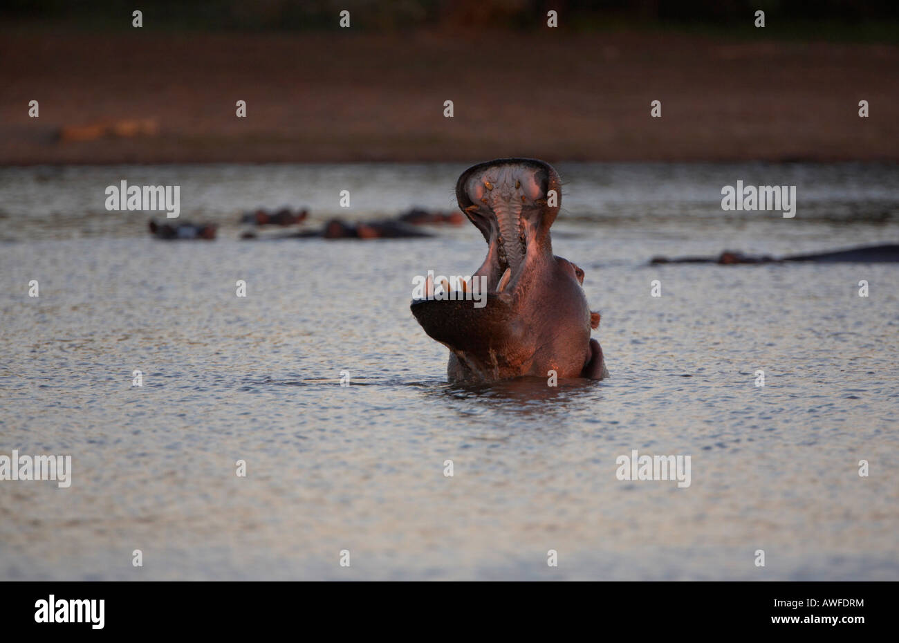 Hippopotamus (Hippopotamus amphibius) 'Yawning' which is a territorial display Stock Photo