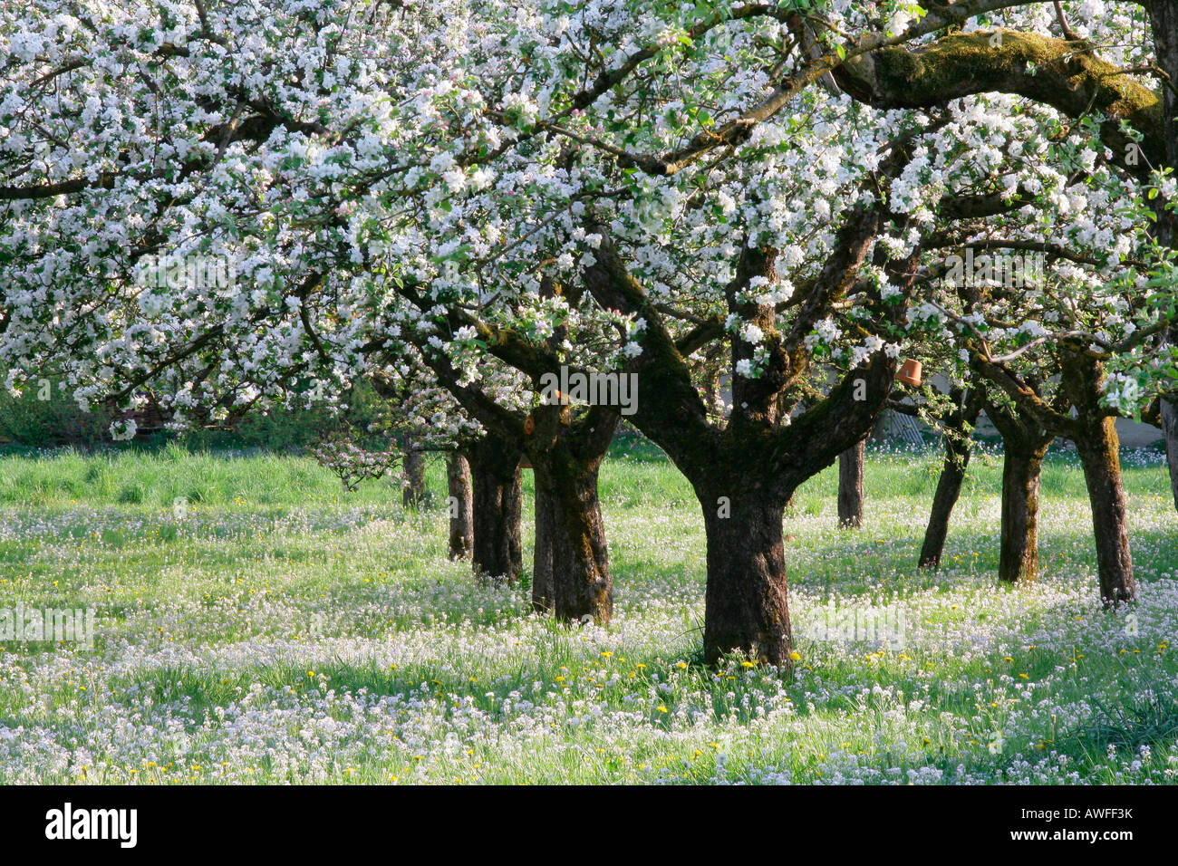 Blossoming apple trees (Malus domestica) on a mixed orchard along with Cuckoo Flowers or Lady's Smock (Cardamine pratensis), Up Stock Photo