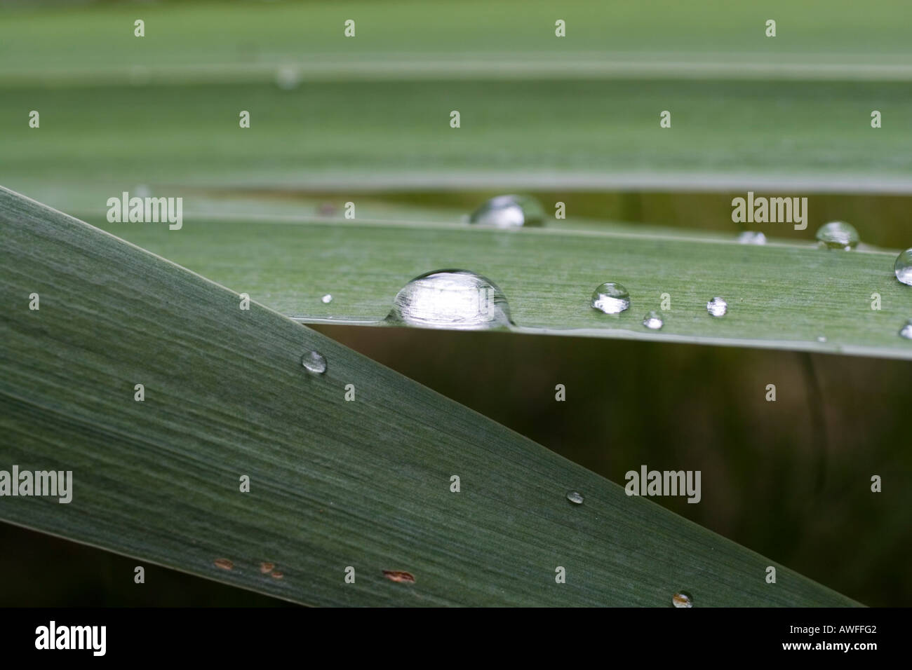 Water Droplet On Leaf Stock Photo - Alamy