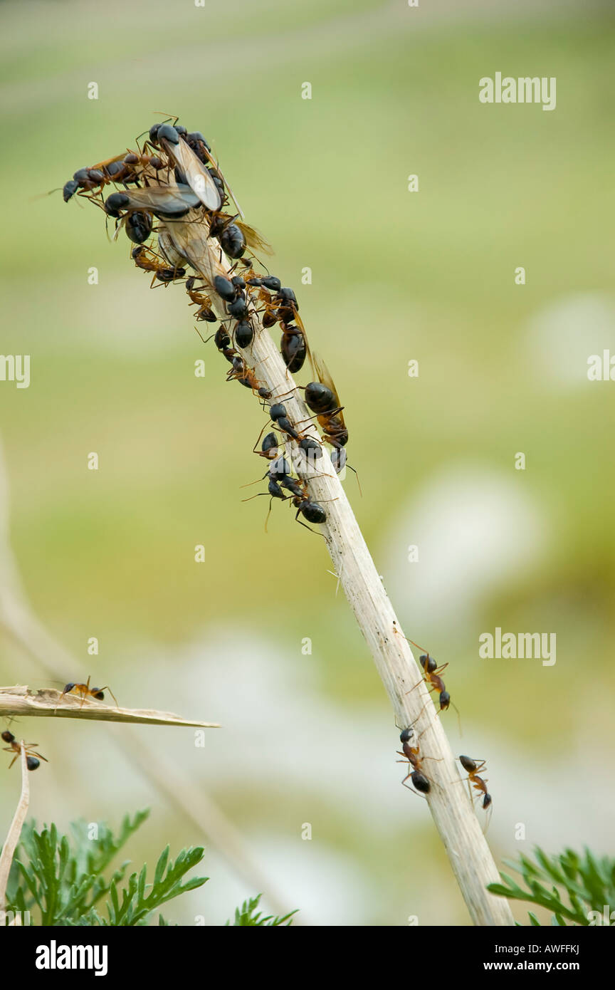 Attacking Flying Insect Flying ants attack Stock Photo - Alamy