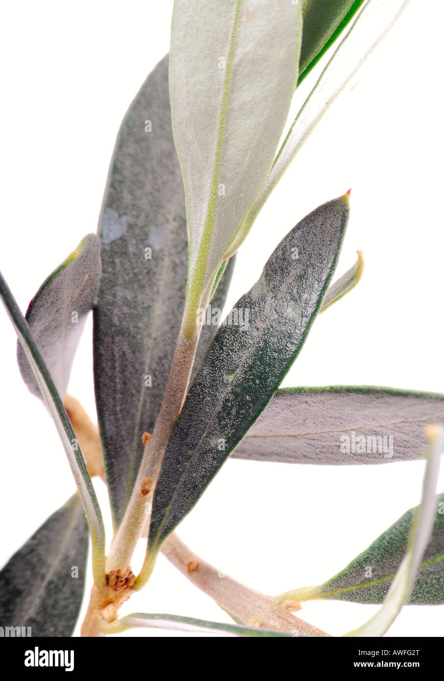 Olive tree olivenbaum Cut Out Stock Images & Pictures - Alamy