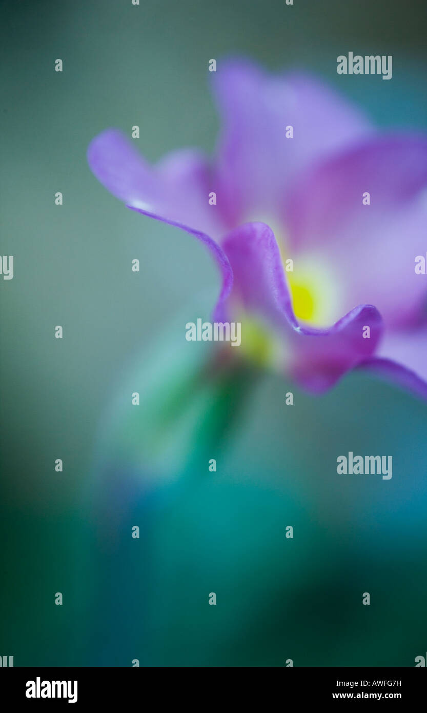 Macro shot of a mauve primrose flower Stock Photo