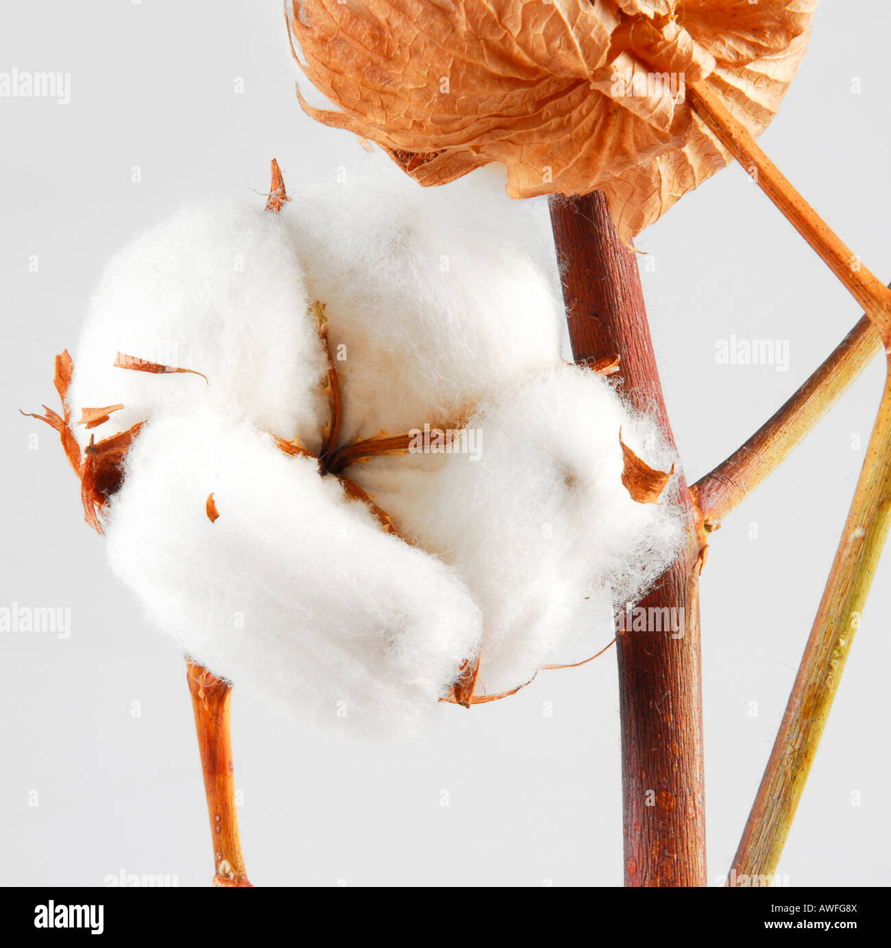 Cotton blossom Stock Photo