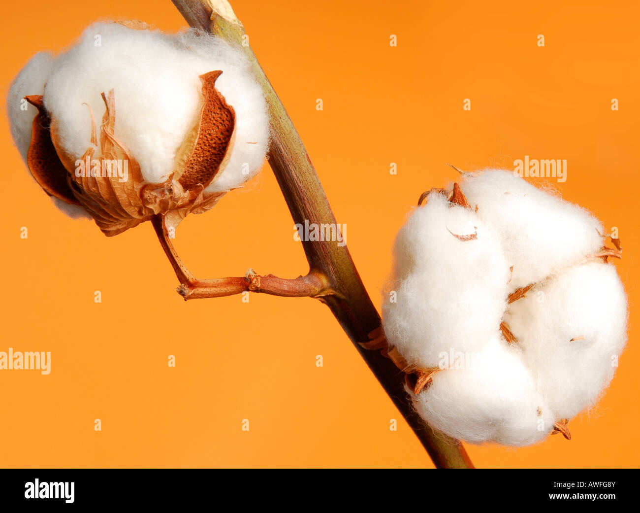 Cotton Stock Photo