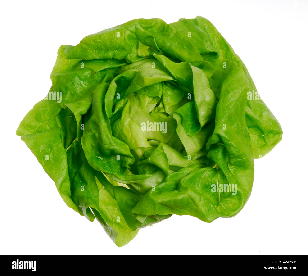 Head of lettuce Stock Photo Alamy