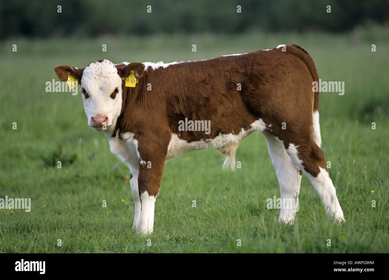 Red-coloured bull calf on a pasture Stock Photo