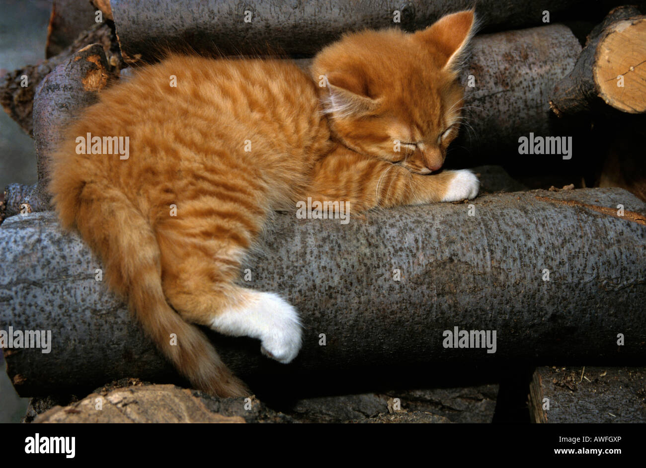 Orange tabby kitten sleeping on a woodpile Stock Photo