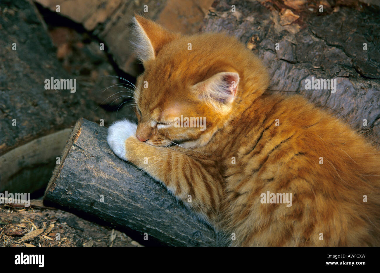 Orange tabby kitten sleeping on a woodpile Stock Photo