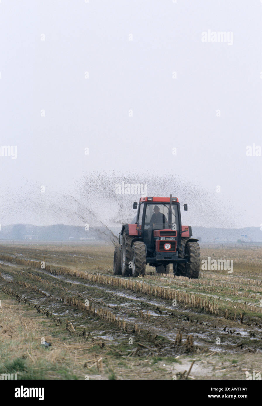 Farmer spreading manure on a field, Netherlands, Europe Stock Photo