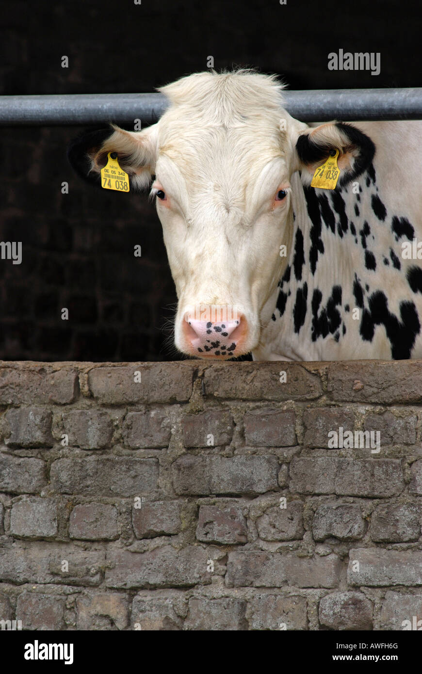 Black-and-white spotted cow (Bovinae) peering out of a barn in North Rhine-Westphalia, Germany, Europe Stock Photo