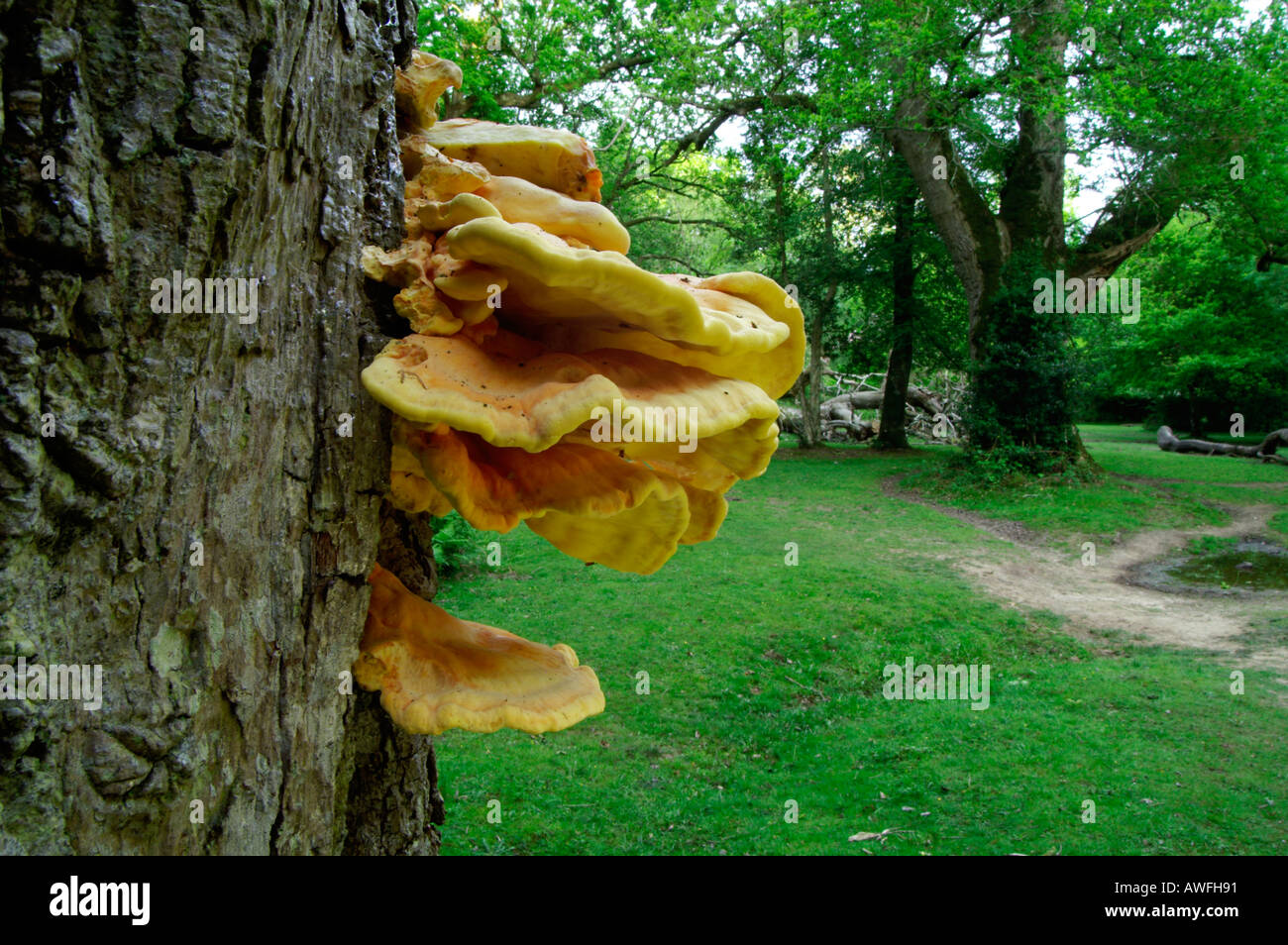 Chicken of the Woods or Sulphur Polypore Laetiporus sulphureus or Polyporus sulphureus Bracket fungus autumn 2005 Stock Photo