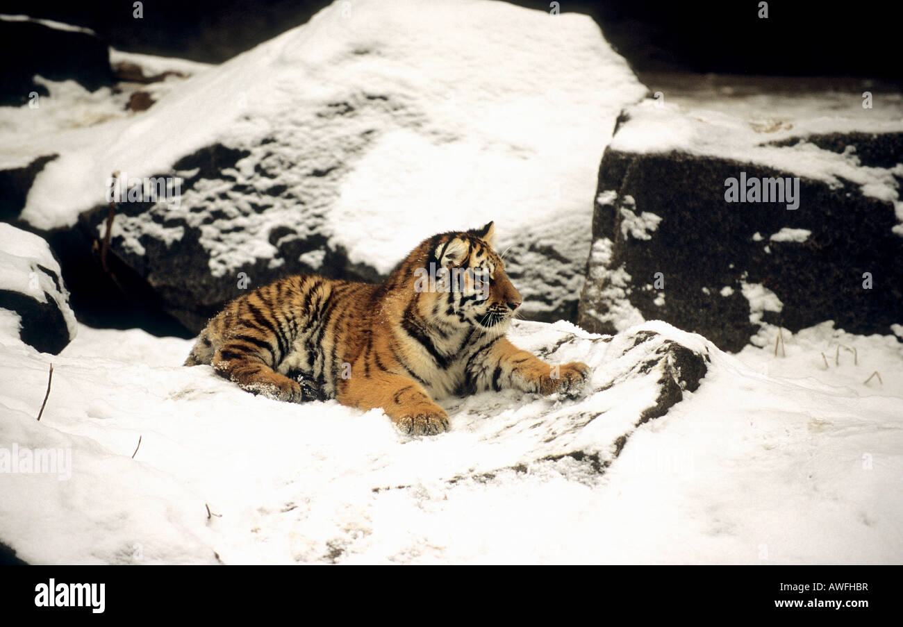 Tiger russia hi-res stock photography and images - Alamy