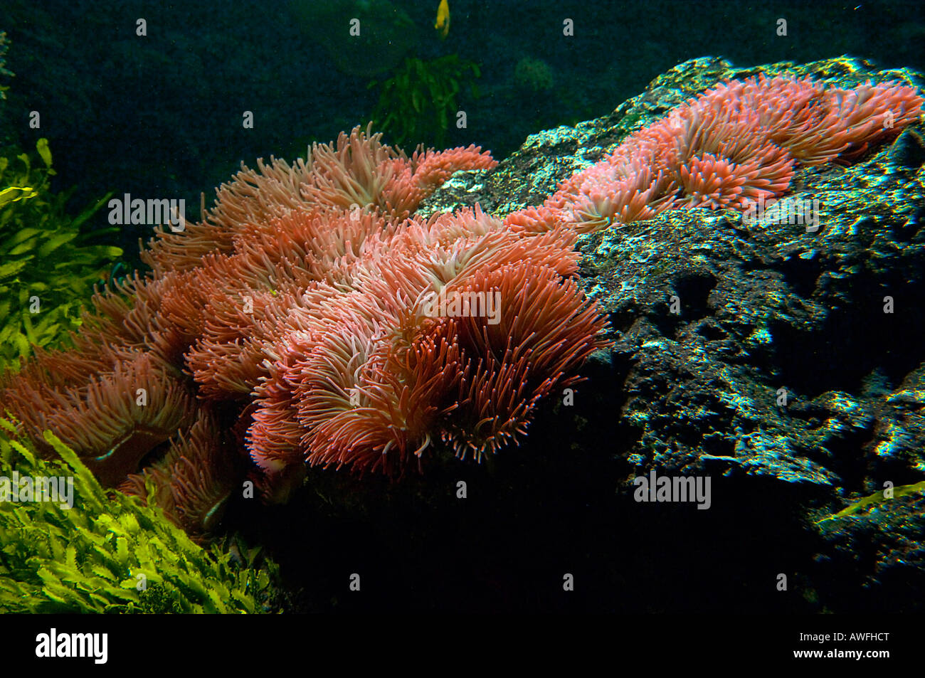 Anemone, Heteractis spec. Stock Photo