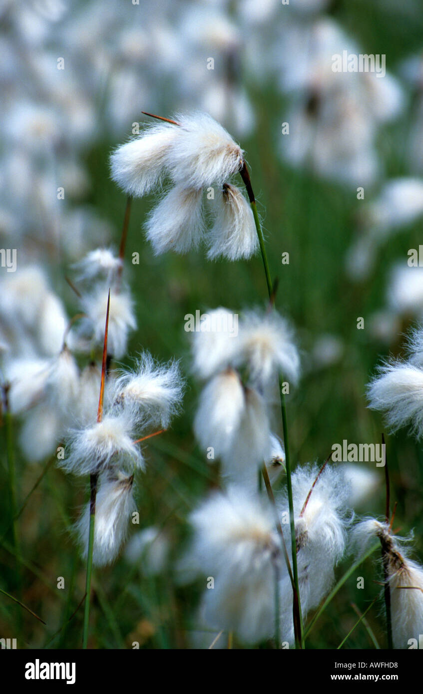 cotton grass Eriophorum angustifolium 2005 Stock Photo