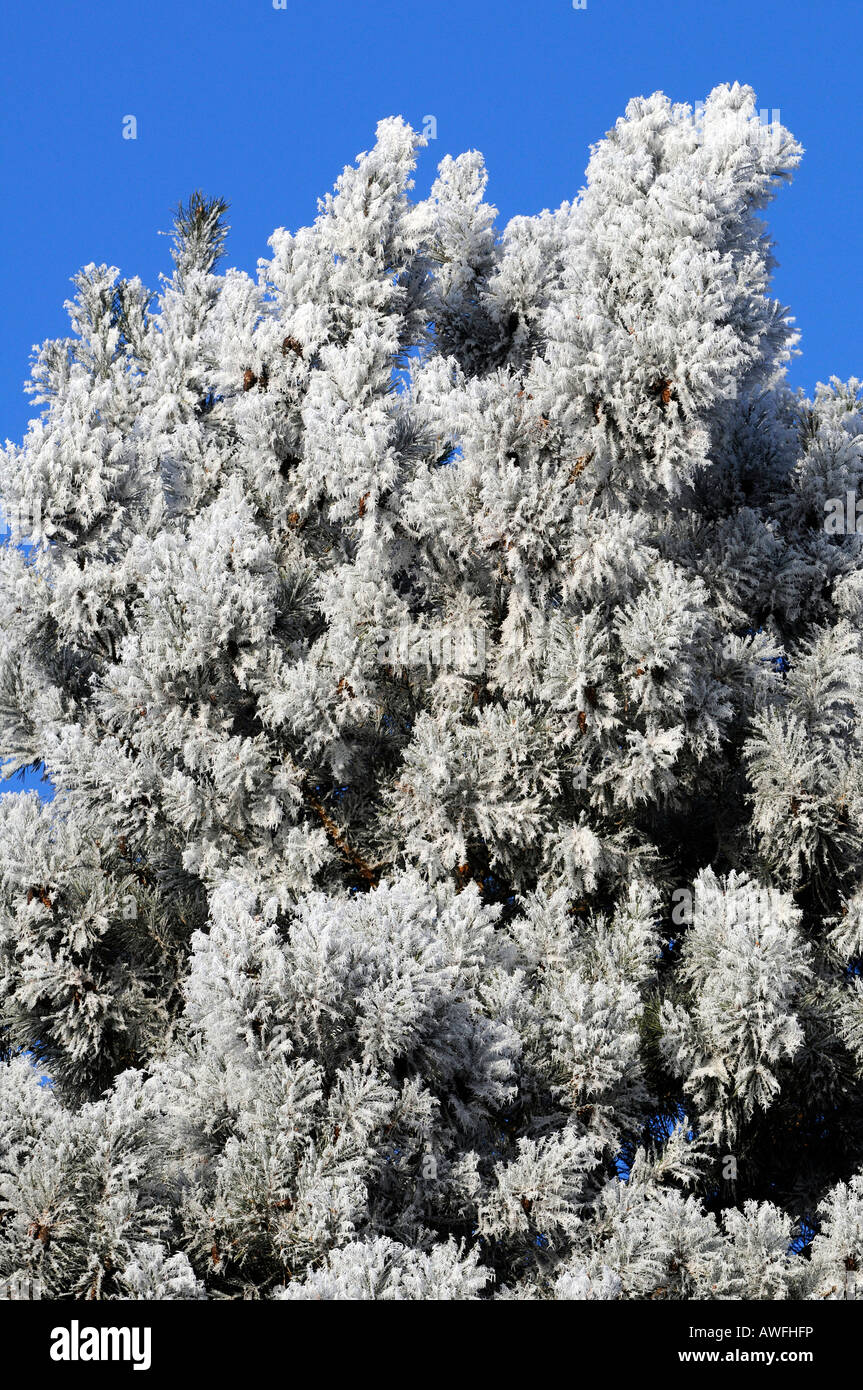 Pinus strobus with hoarfrost in the morning Stock Photo
