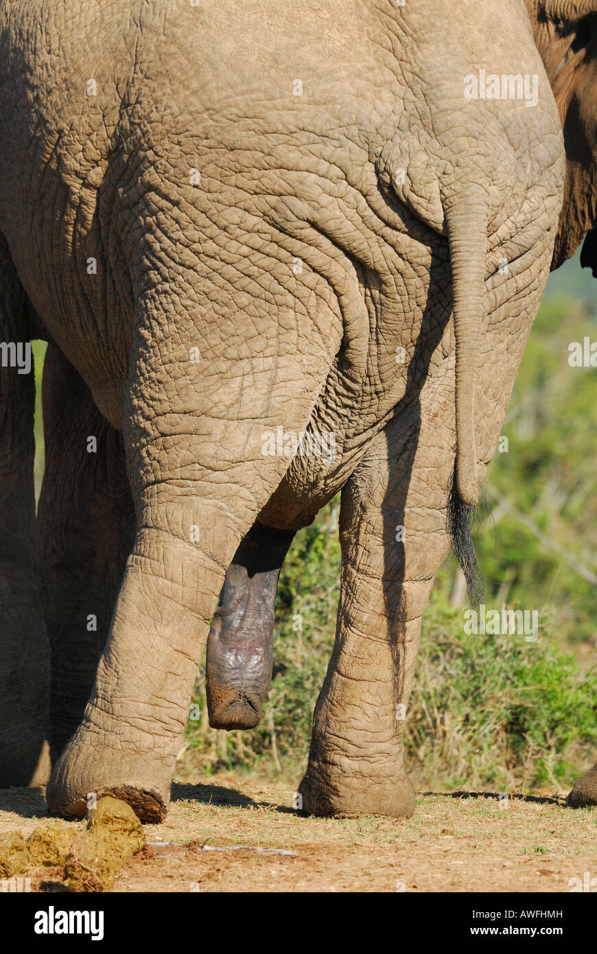 South Africa Addo Elephant park penis sex male Stock Photo - Alamy