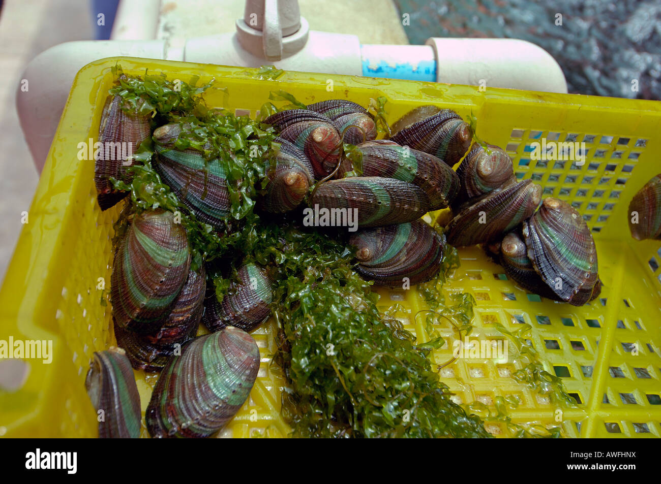 Abalone mussels in breeding station, thailand Stock Photo