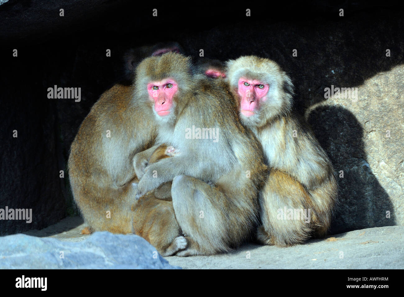 Japanese Macaques, Macaca fuscata Stock Photo