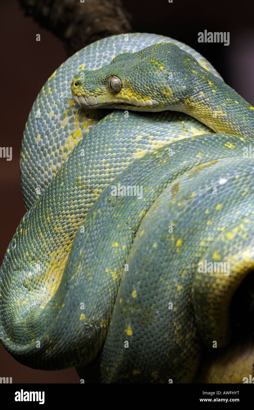 Green python, Morelia viridis Stock Photo