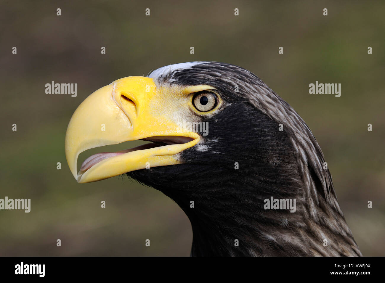 Giant sea eagle, Haliaeetus pelagicus Stock Photo Alamy