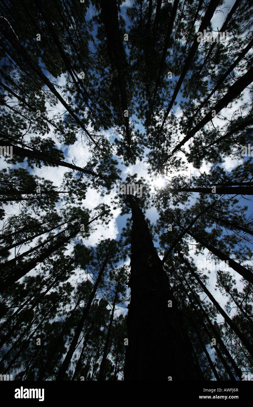 Pine forest habitat big hi-res stock photography and images - Alamy