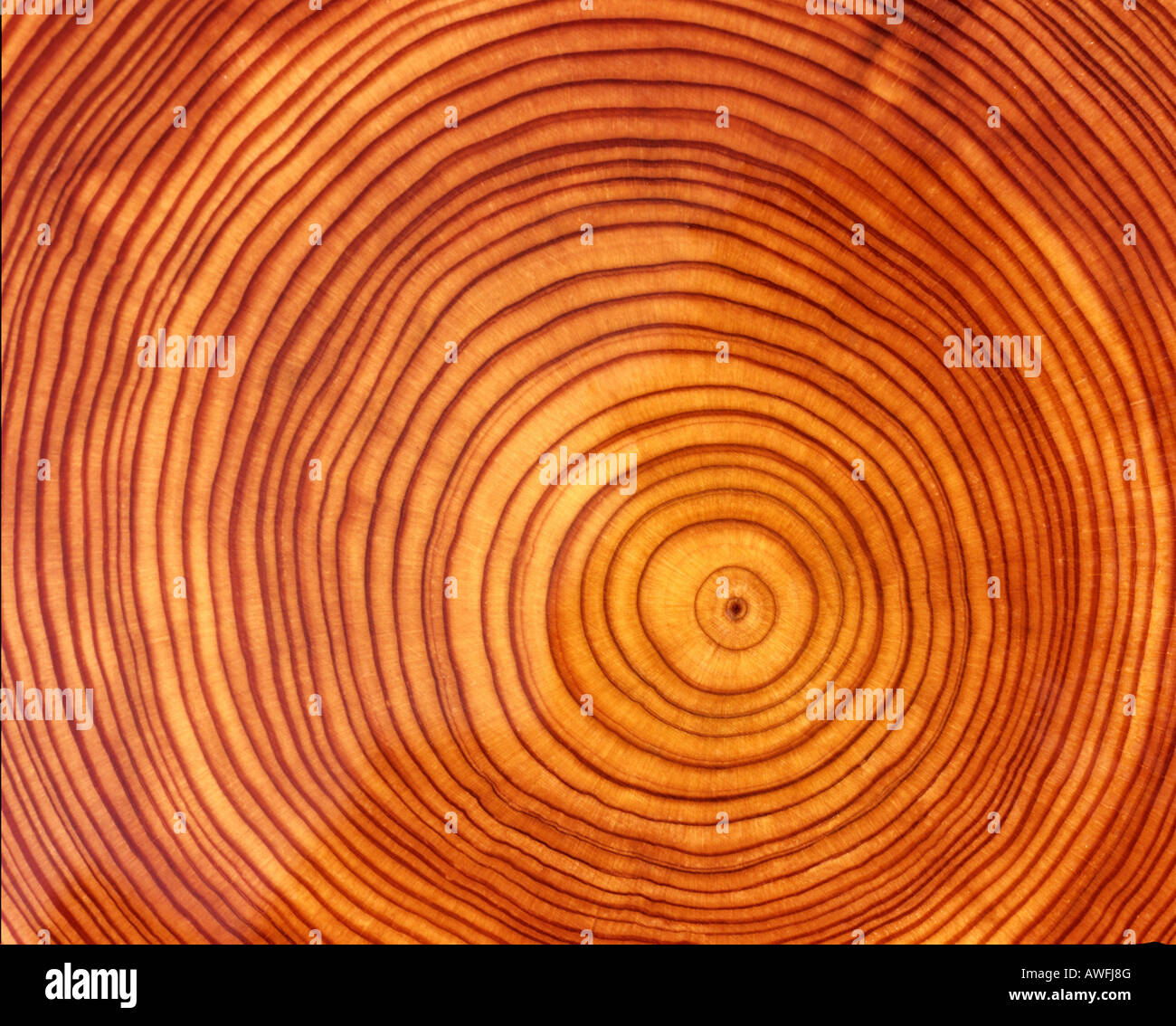 Larch (Larix) tree trunk cross-section: tree rings Stock Photo