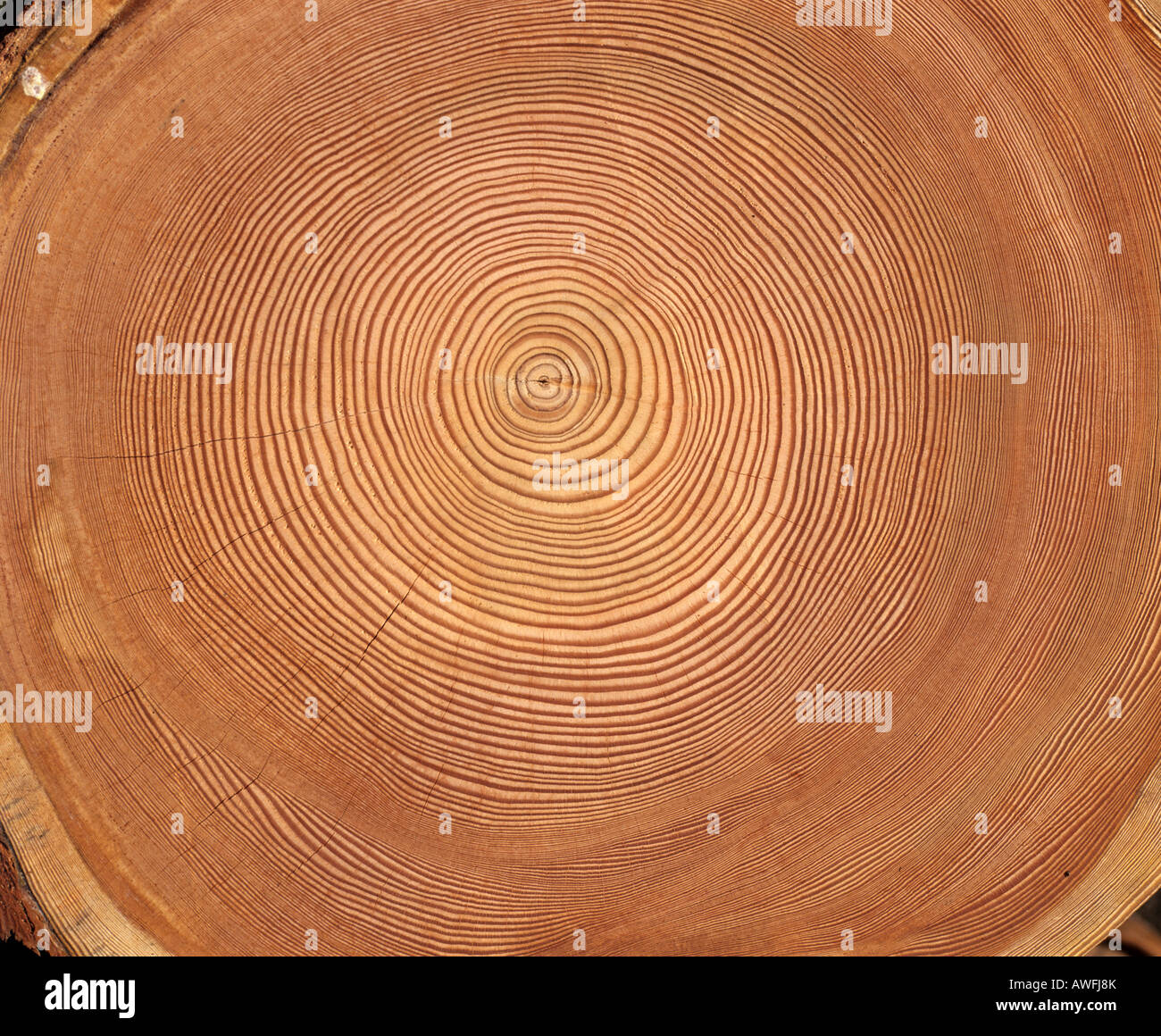 Larch (Larix) tree trunk cross-section: tree rings Stock Photo