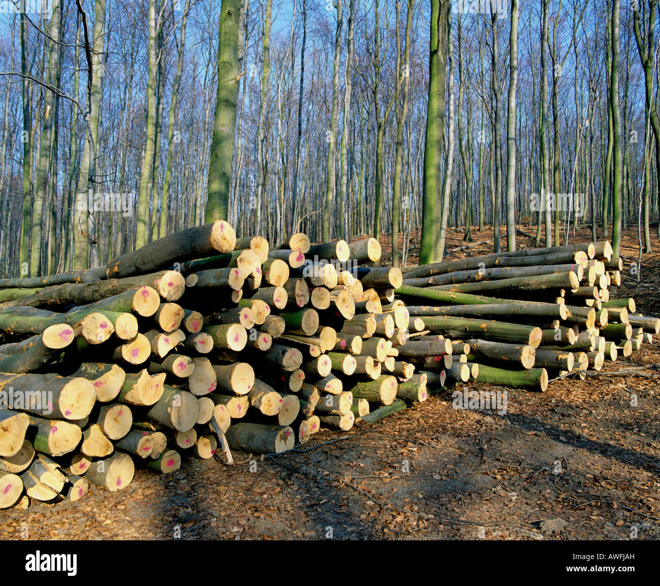 Beech logs, lumber industry Stock Photo