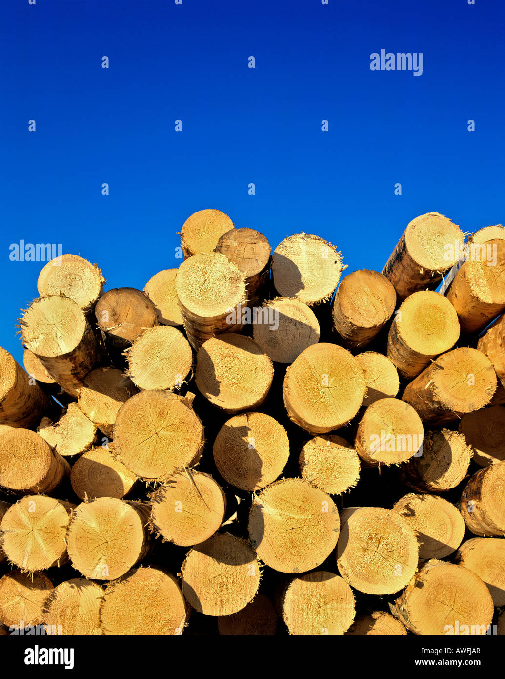 Stacked logs, lumber industry Stock Photo Alamy