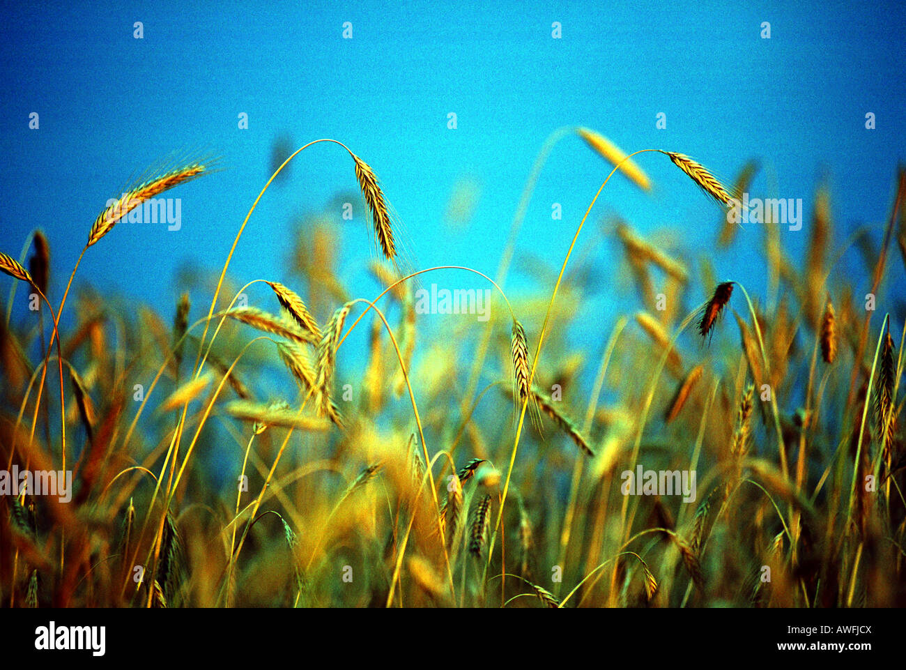 Grain heads agriculture hi-res stock photography and images - Alamy