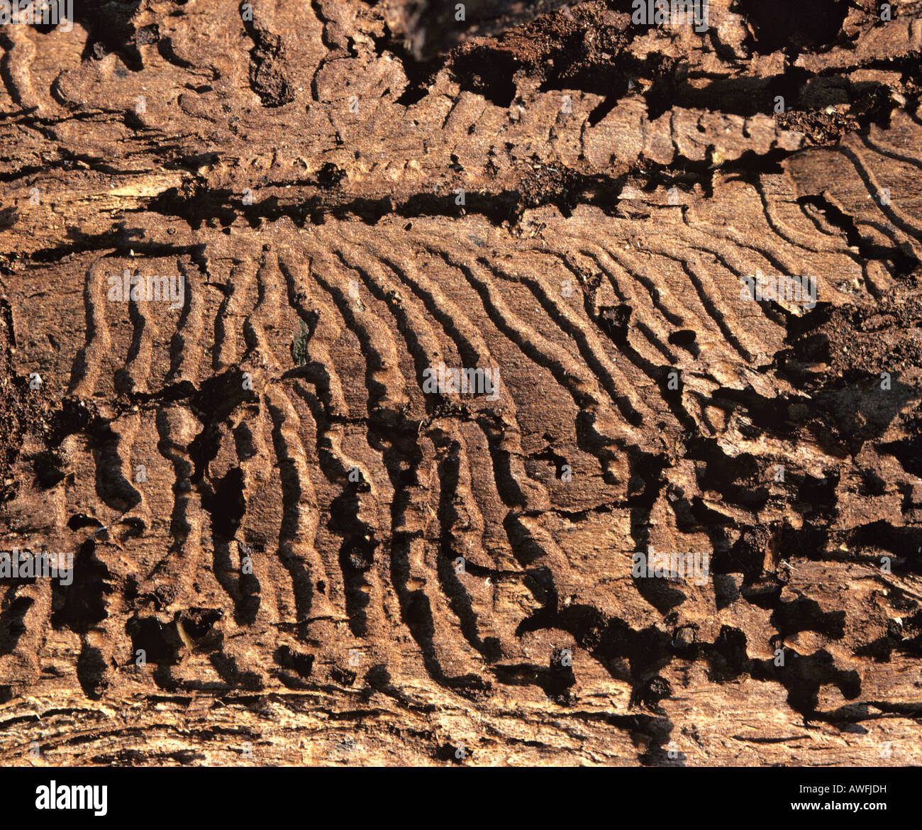 Bark Beetle (Scolytinae) marks, tree damage Stock Photo
