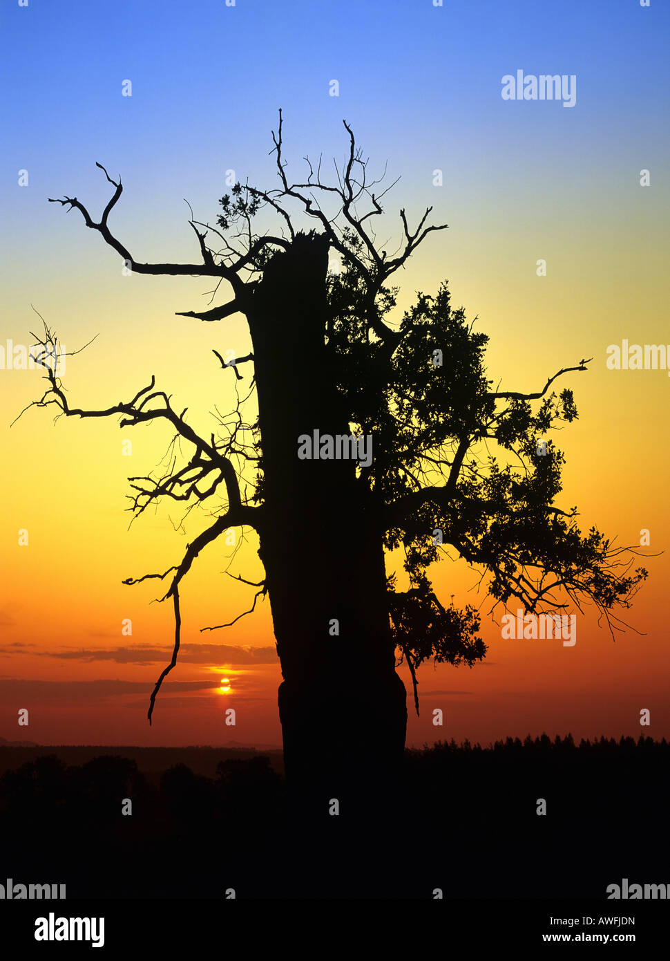Oak tree silhouetted against a colourful night sky at sunset Stock ...