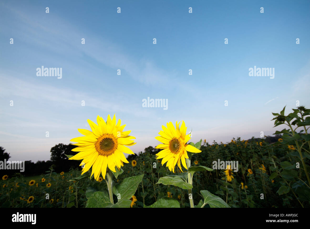 Sunflowers at sunset, Landmark of Hamburg, Germany, northern Europe Stock Photo