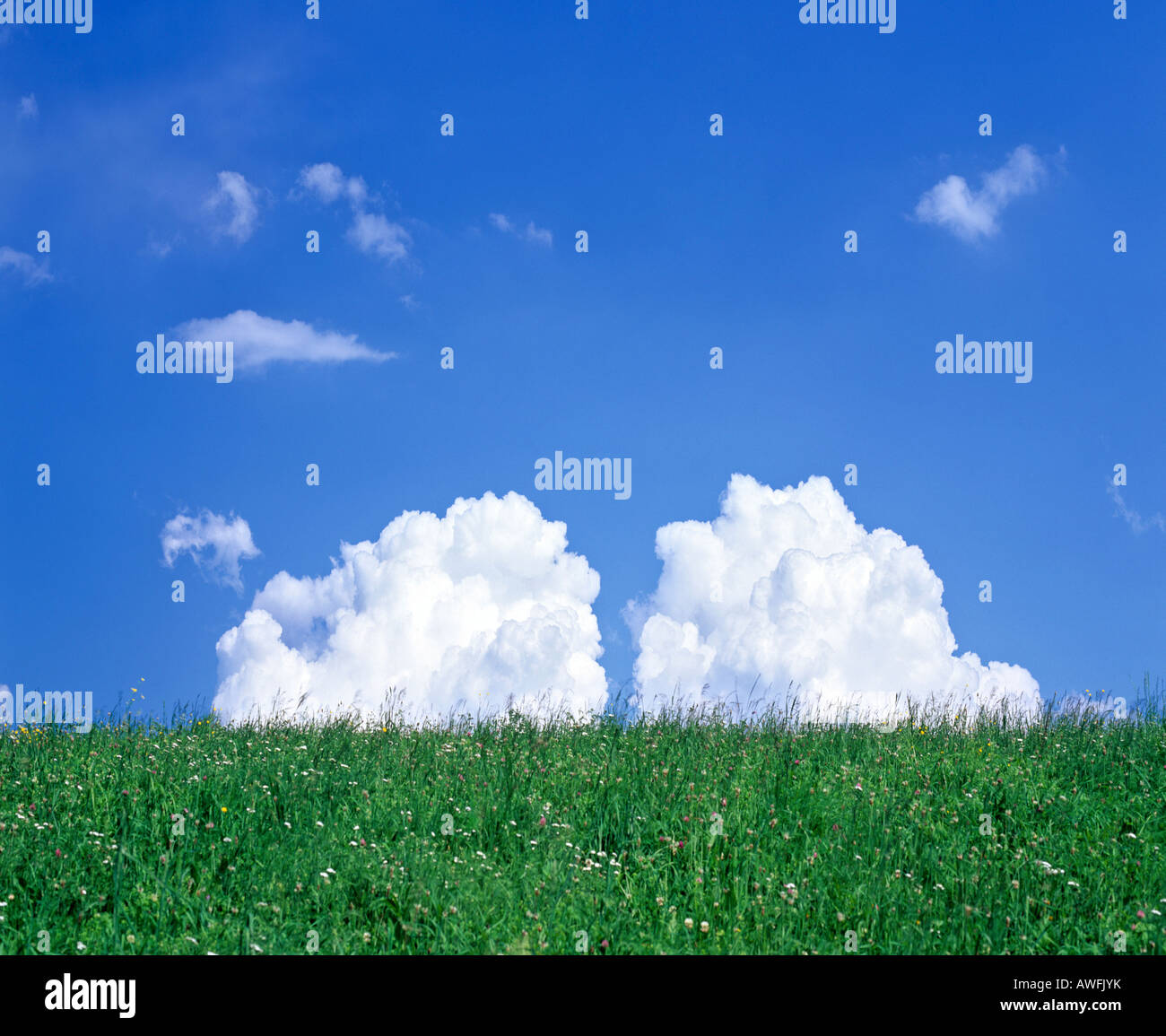 Spring meadow and cumulus clouds in a blue sky Stock Photo