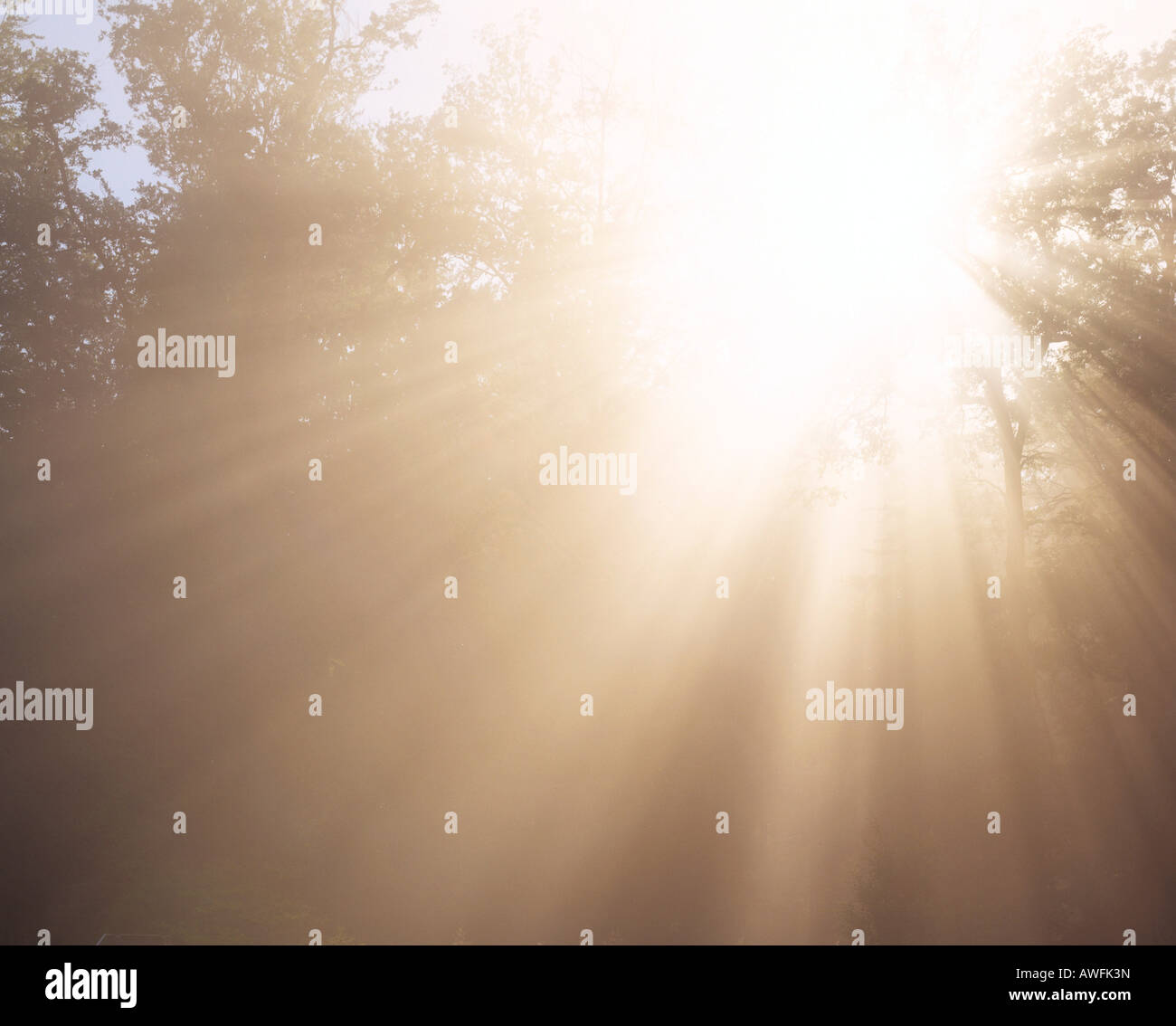 Rays of sunshine, backlight Stock Photo
