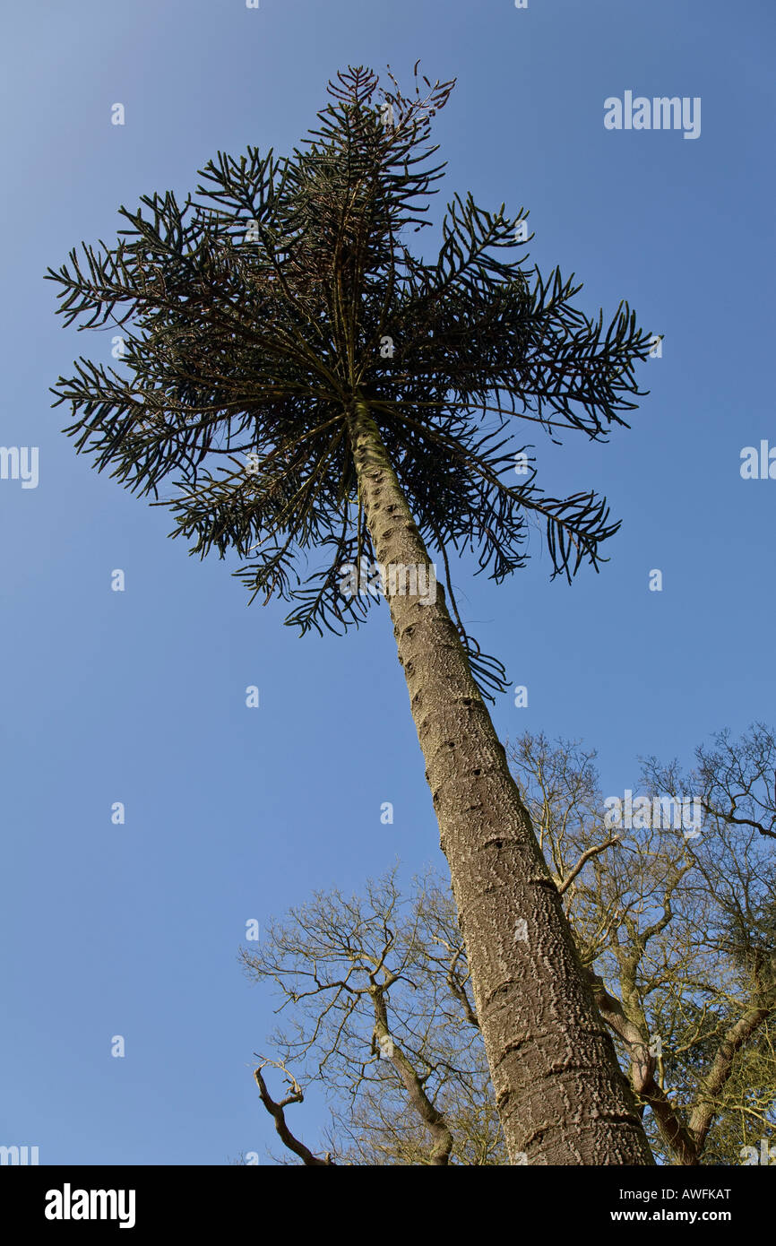 Monkey Rattle Tree Monkey tall tree hi-res stock photography and images - Alamy