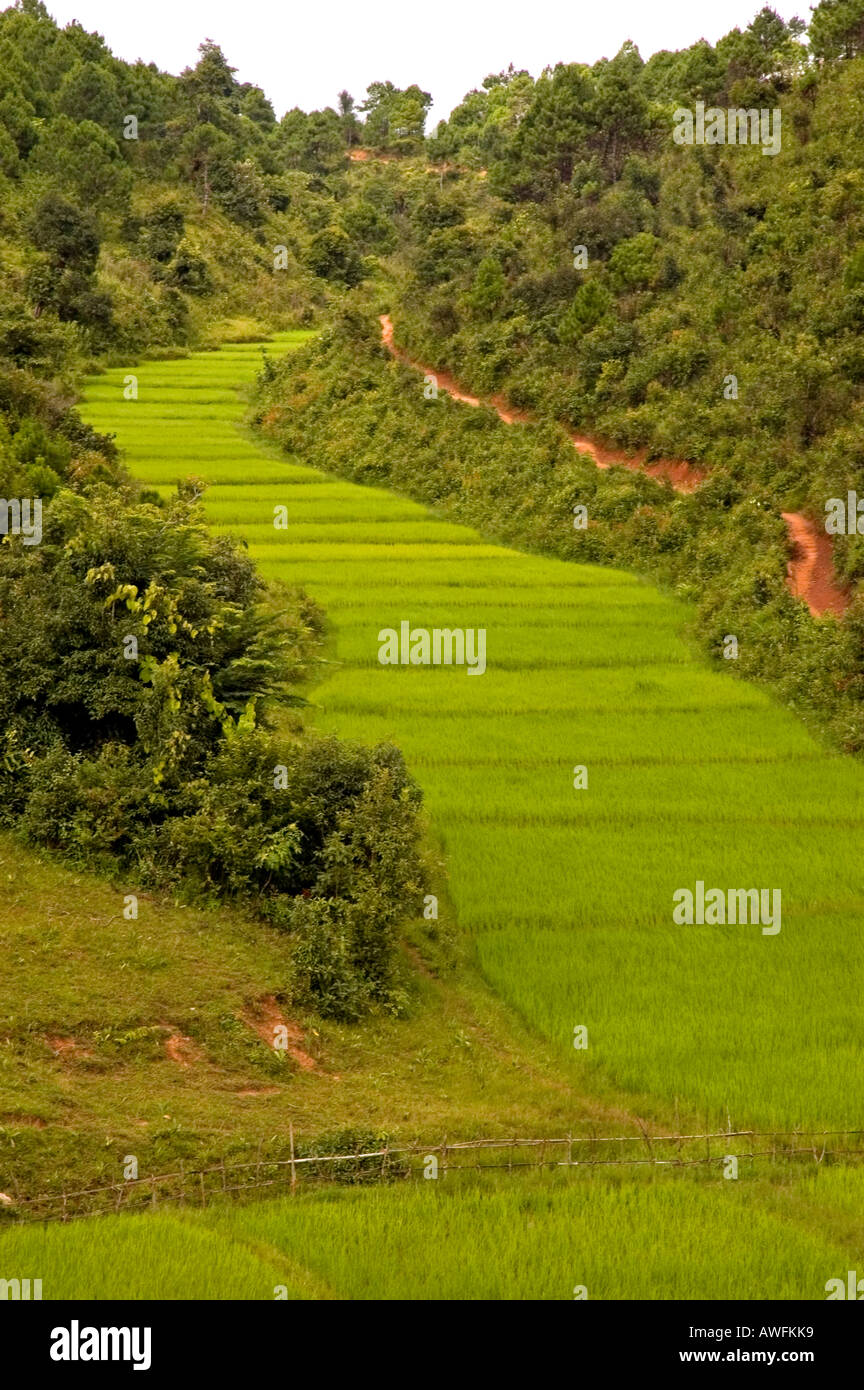 Stock photograph of rice paddies growing near Kalaw in Myanmar Stock ...