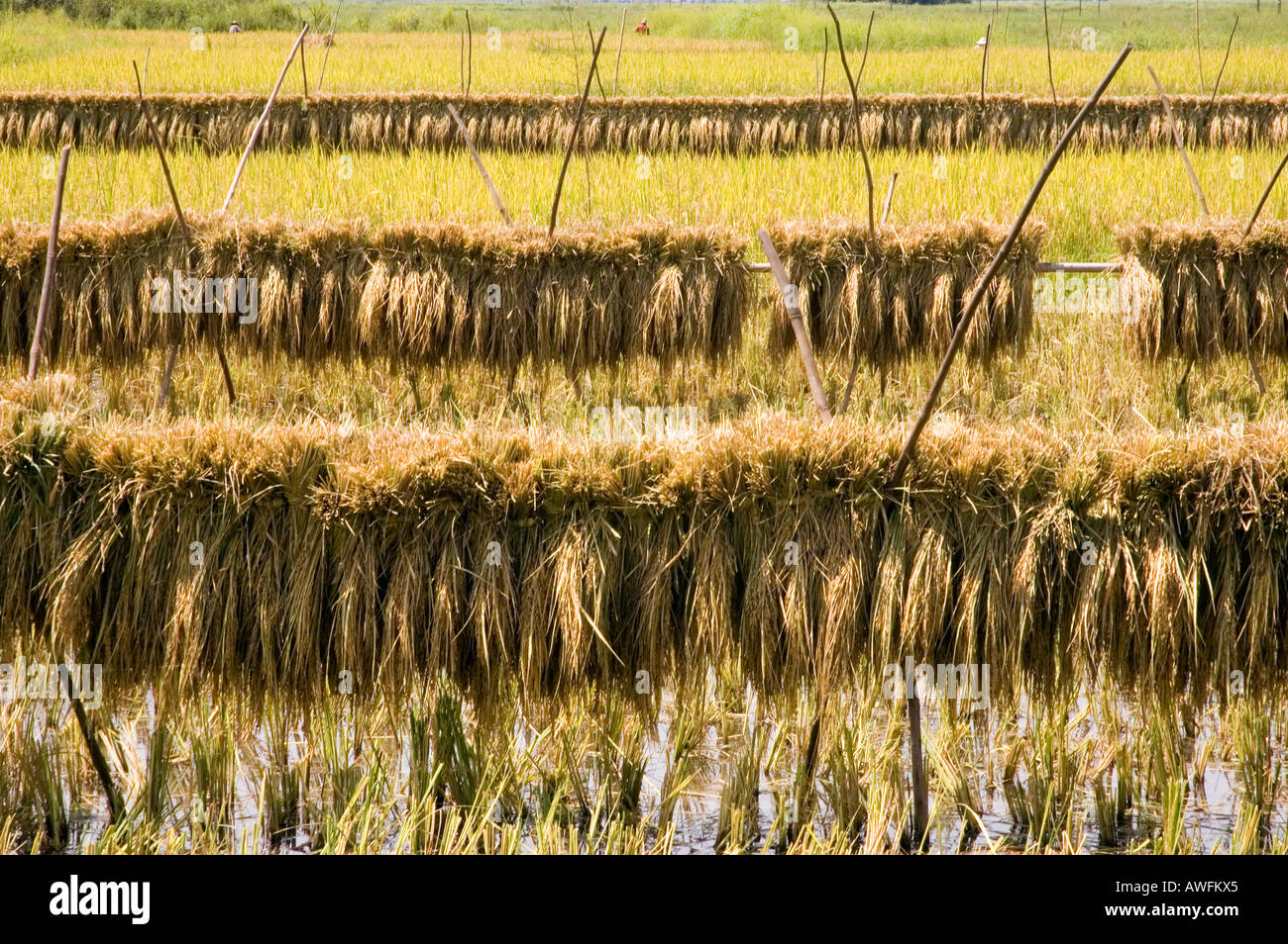 Stock photograph of harvested rice hanging to dry near Nyaungshwe Inle ...