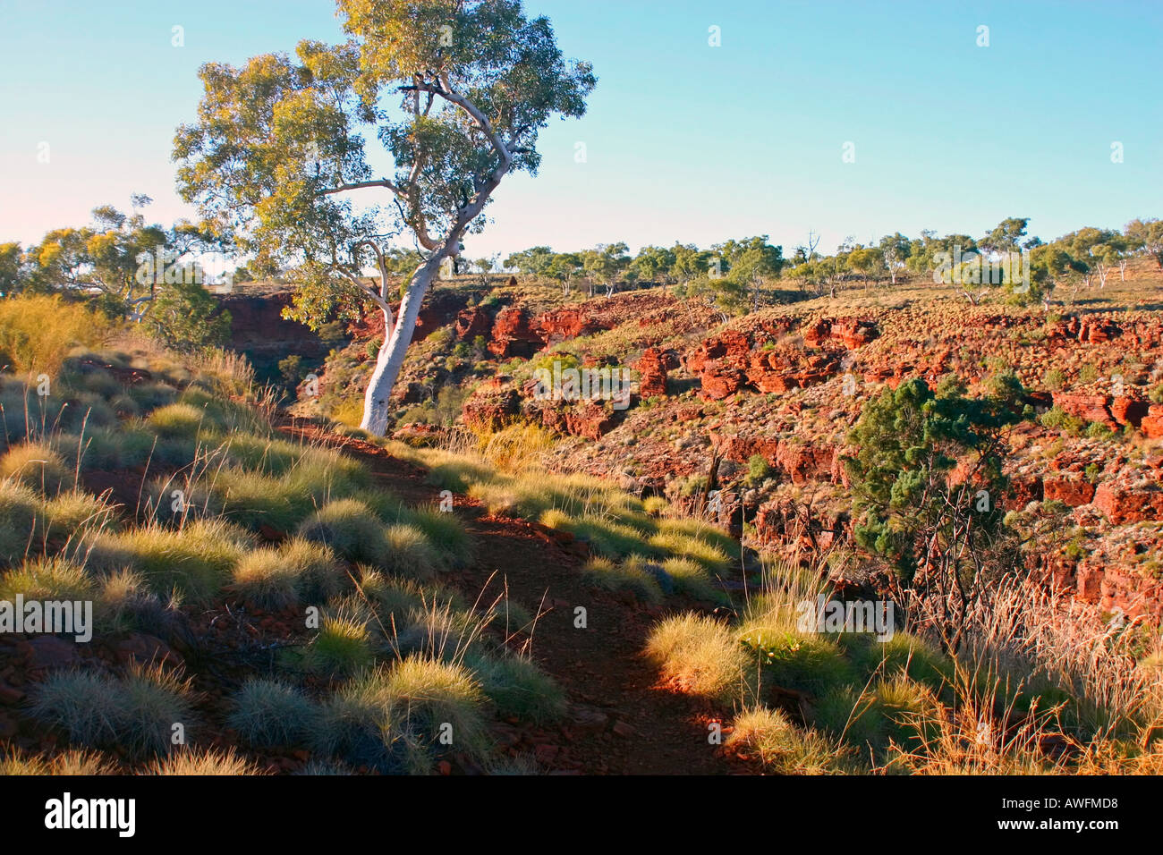 Spinifex and gum trees growing out of red soil around sheer cliffs in Karijini National Park near Tom Price Western Australia Stock Photo