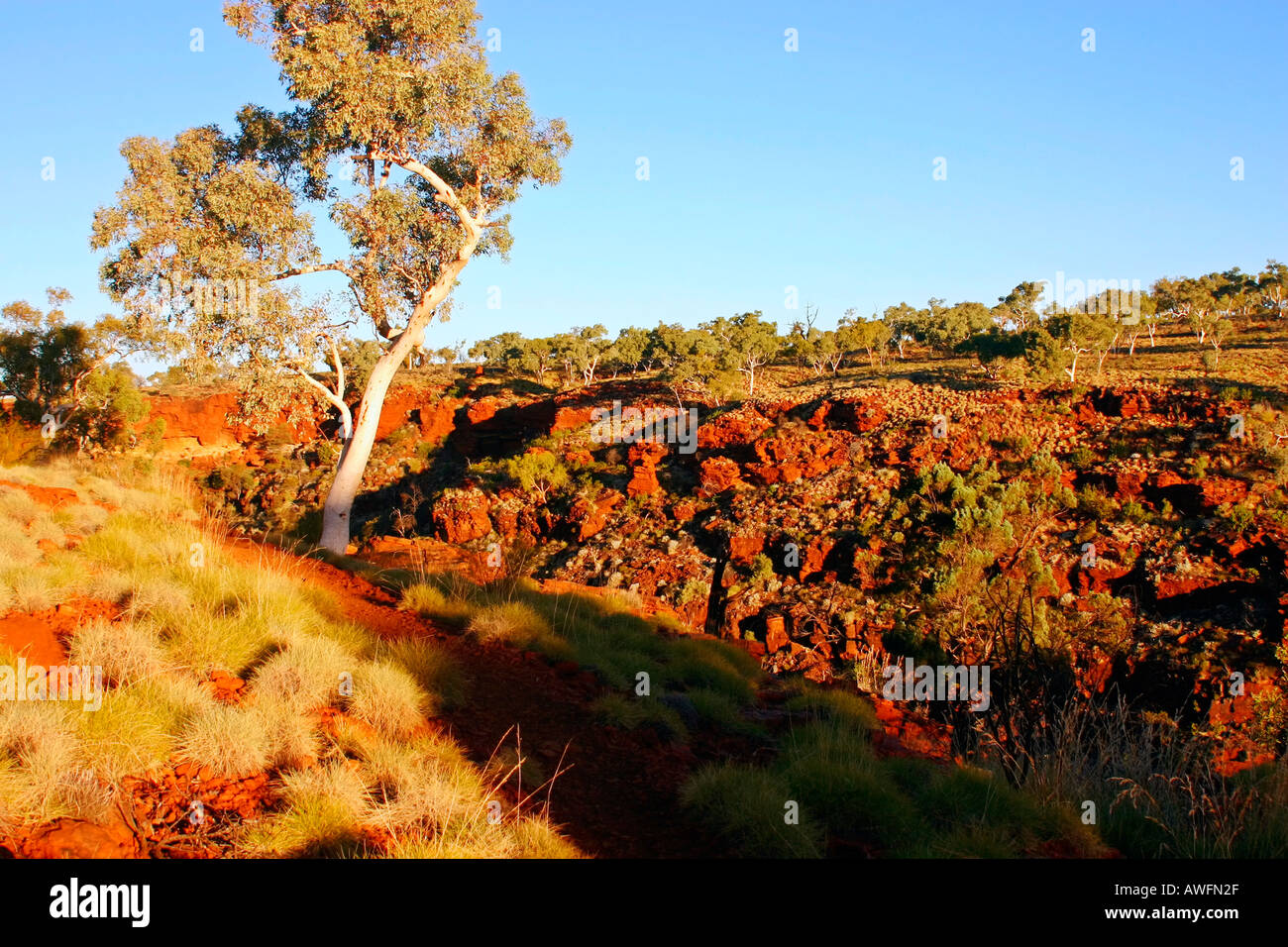 Spinifex and gum trees growing out of red soil around sheer cliffs in Karijini National Park near Tom Price Western Australia Stock Photo
