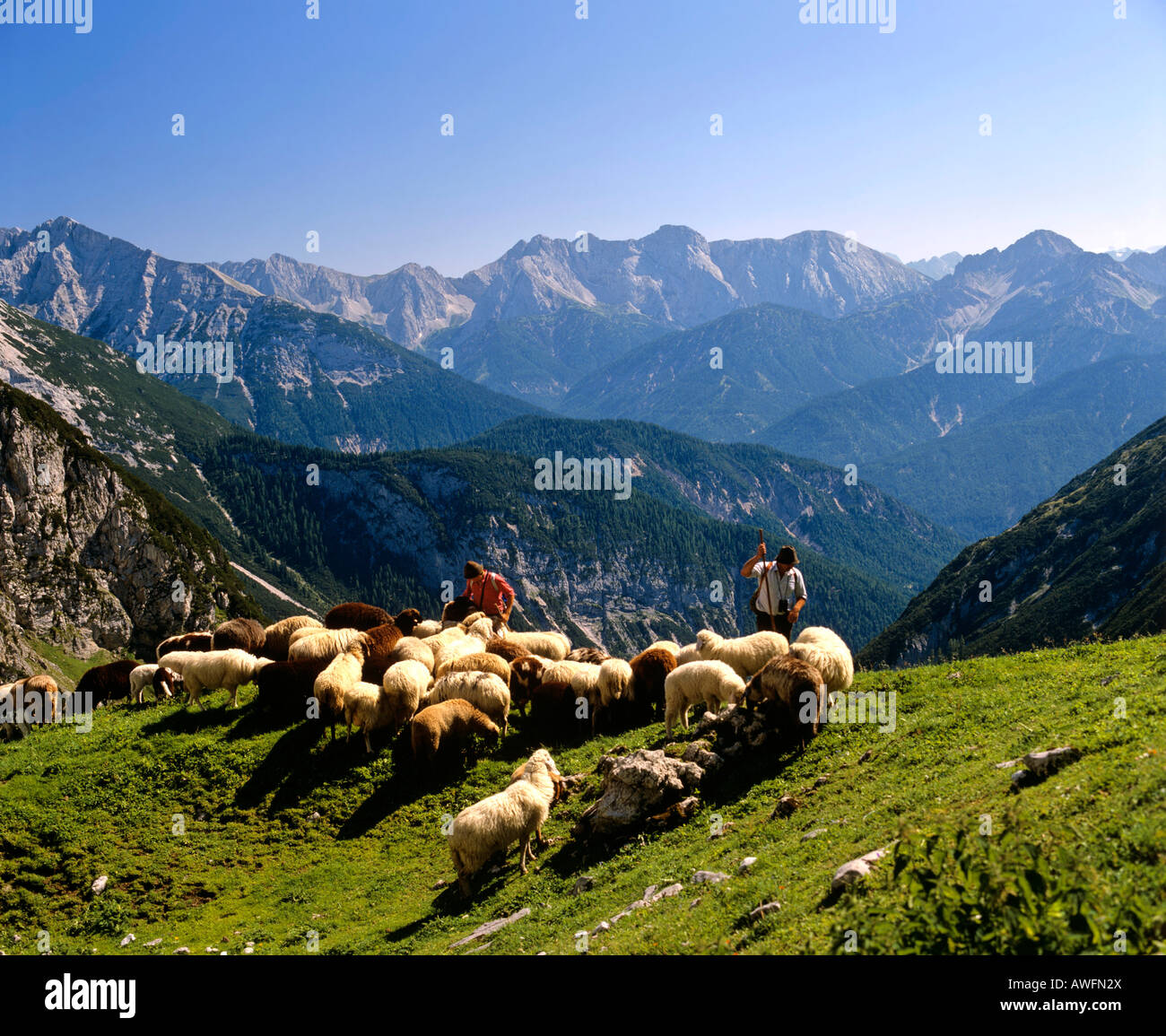 Herd of sheep on an alpine meadow with a view of the Pleissenspitze peak (left), Sollsteine (middle) and the Erlspitze peak (ri Stock Photo