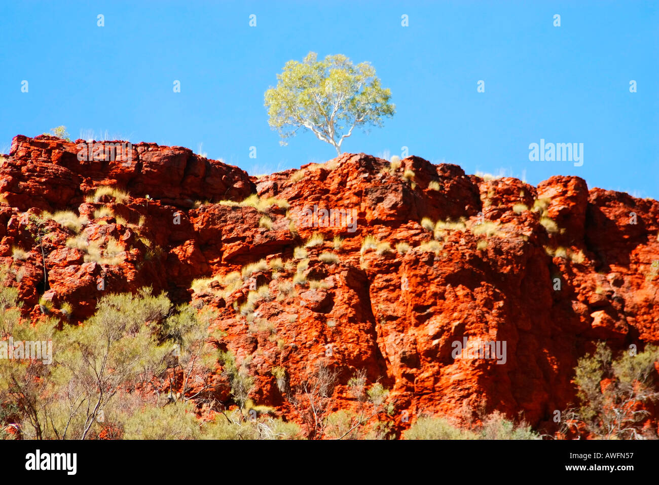 Beautiful red soil and light green Spinifex plants around gorges of Karijini National Park near Tom Price, Western Australia Stock Photo