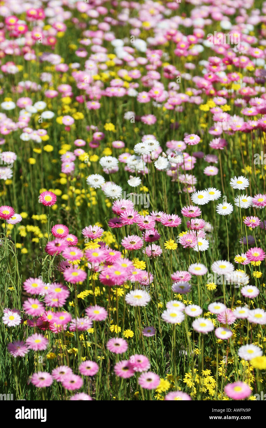 Paper daisies Stock Photo