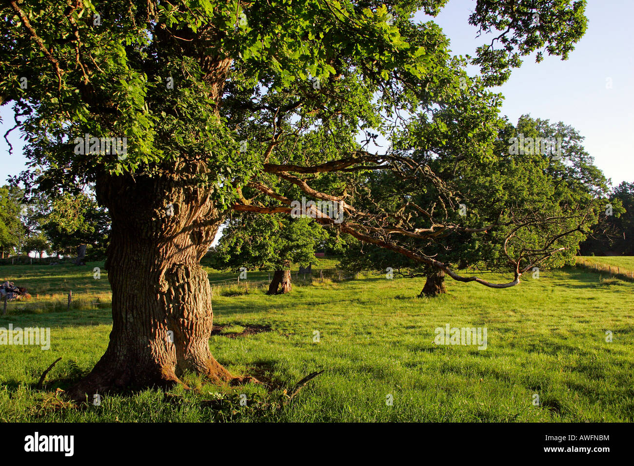 800 years old English oaks from Tunhem in Sweden in the morning light - pedunculate oak (Quercus robur) Stock Photo