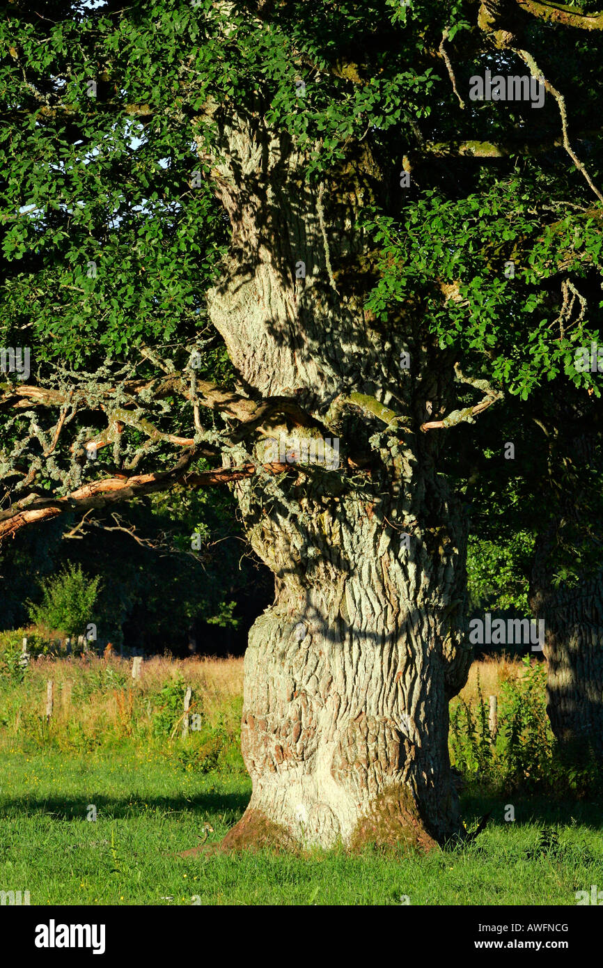 One of the 800 years old English oaks from Tunhem in Sweden in the morning light - pedunculate oak (Quercus robur) Stock Photo
