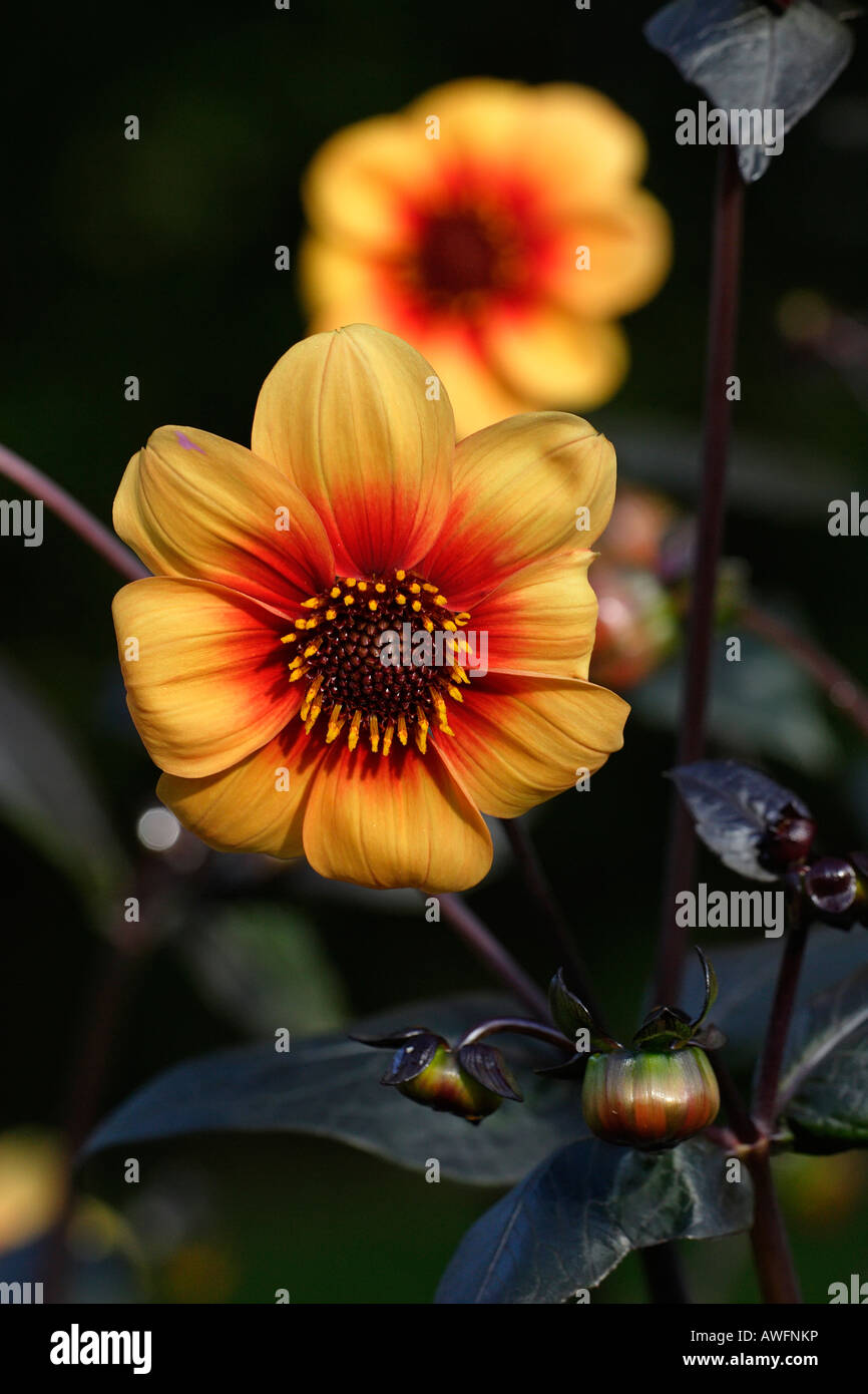 Dahlia cultivar Sunshine (Dahlia hybrid Sunshine) Stock Photo