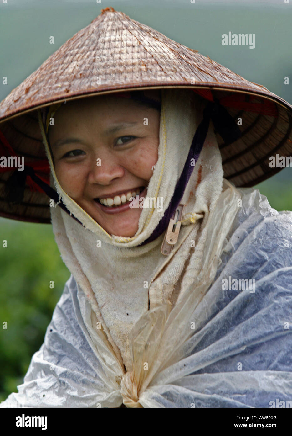 Tea picker, Tieu Khu 69, Son La Province, Vietnam, Asia Stock Photo
