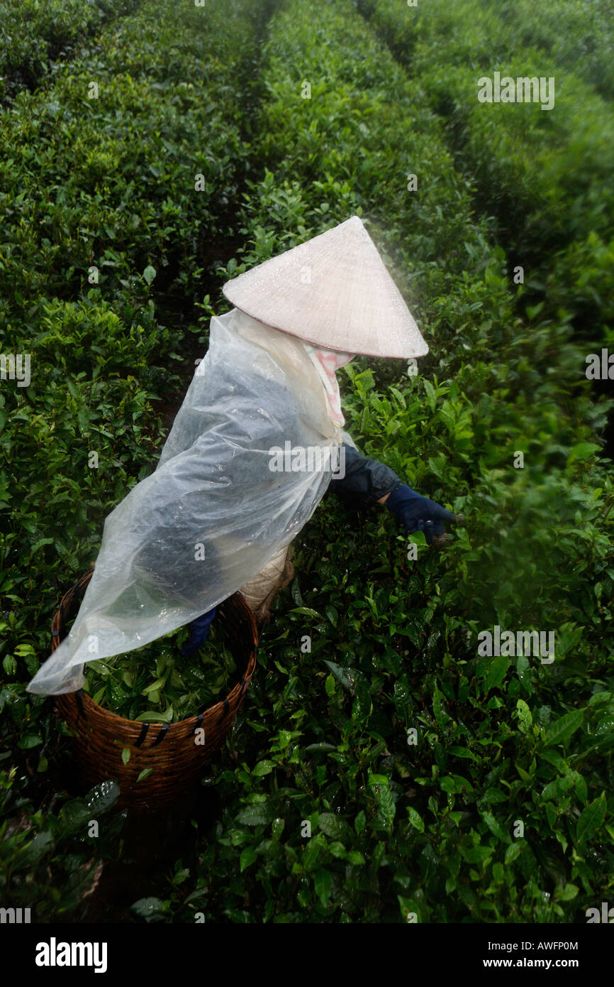 Tea picker on a state-owned tea plantation, Tieu Khu 69, Son La Province, Vietnam, Asia Stock Photo
