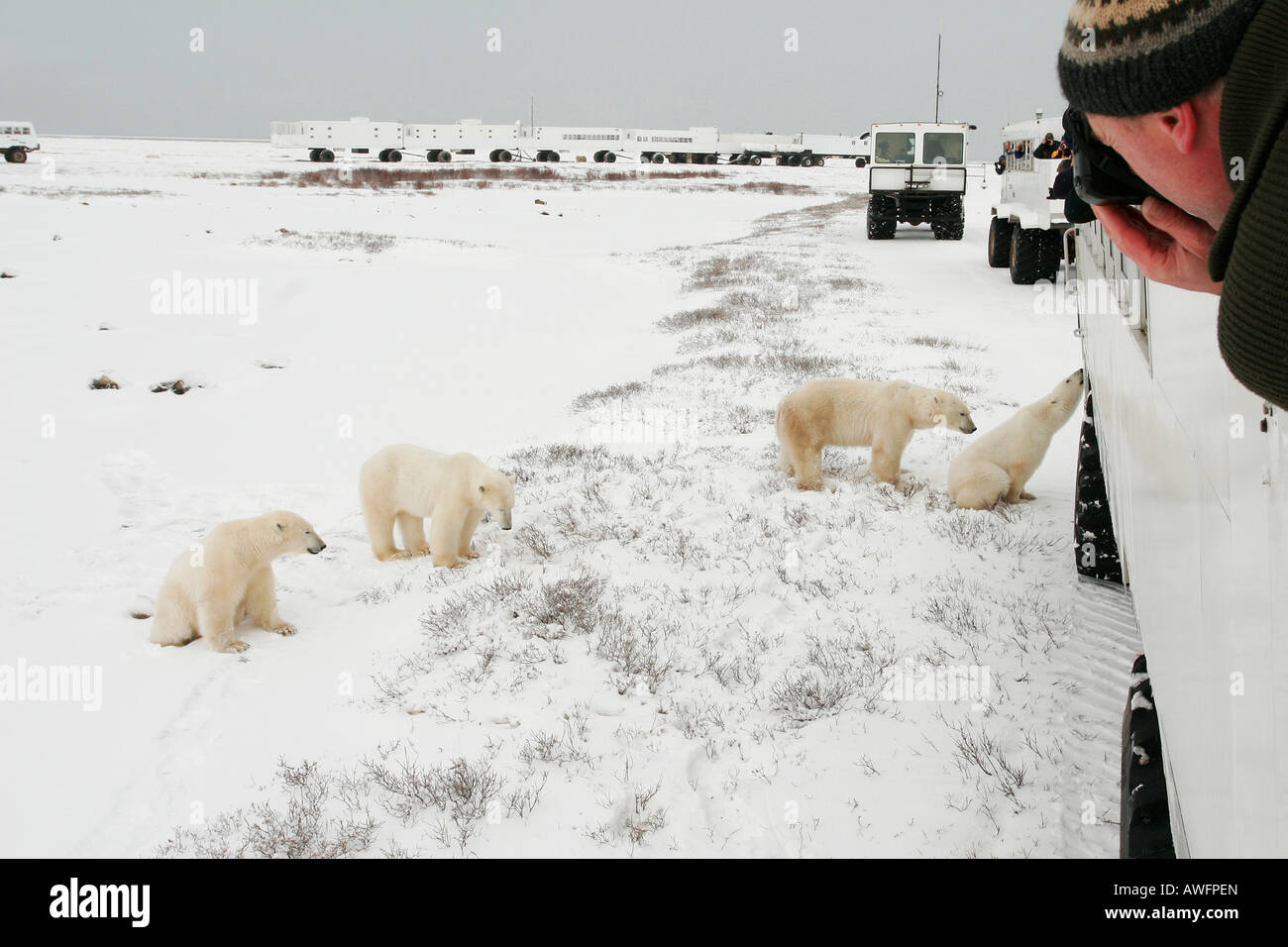 Tundra Buggy Lodge, Tundra Buggies and Polar Bears (Ursus maritimus) Churchill, Manitoba, Canada Stock Photo